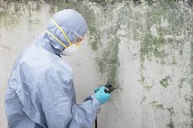 Why You Should Choose Our Mold Remediation Services in Mount Olive, IL